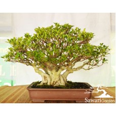 Kimeng (Ficus Microcarpha)